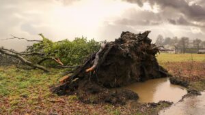 تأثير العاصفة أوتو على البيئة