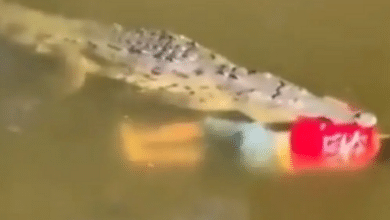 فيديو - شاهد تمساح يقتل لاعب كرة قدم