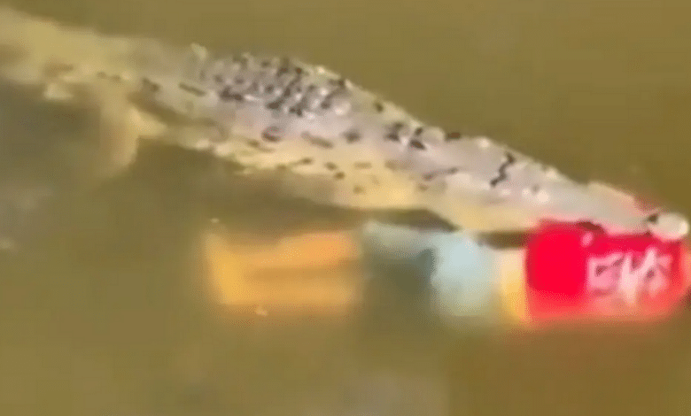 فيديو - شاهد تمساح يقتل لاعب كرة قدم